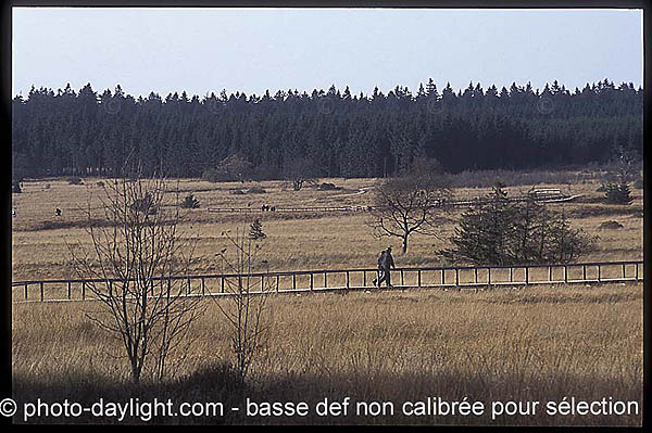 les Hautes Fagnes